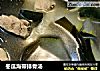 冬瓜海带排骨汤的做法