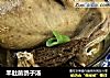 羊肚菌鸽子汤的做法