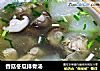 香菇冬瓜排骨汤的做法