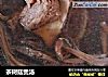 茶树菇煲汤的做法
