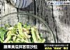 腰果黄瓜拌苦苣沙拉的做法