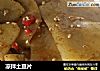 凉拌土豆片的做法