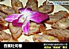 香蕉吐司卷的做法