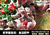 冬季暖身菜：金汤肥牛的做法