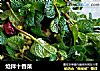 炝拌十香菜的做法