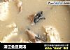 清江鱼豆腐汤的做法