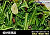 炝炒青龙菜的做法
