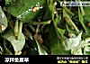 凉拌鱼腥草的做法