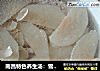 南昌特色养生汤：雪梨百合肉饼汤的做法