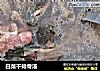 白菜干排骨汤的做法
