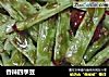 香辣四季豆的做法