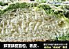抹茶酥皮面包，表皮酥脆满满黄油味，内里软绵，一口下去满满的幸福感觉。的做法