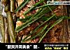 “酸爽开胃美食”酸豆角炖红石斑的做法