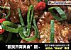 “酸爽开胃美食”酸豆角烧排骨的做法