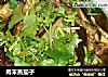 肉末蒸茄子的做法