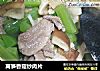 莴笋香菇炒肉片的做法