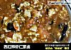 西红柿虾仁素卤的做法
