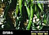 白灼菜心的做法