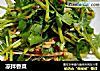 凉拌香菜的做法