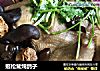 姬松茸炖鸽子的做法