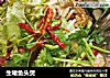 生啫鱼头煲的做法