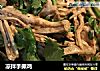 凉拌手撕鸡做法(14)的做法