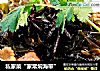 私家菜“家常焖海带”的做法