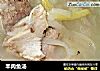 羊肉鱼汤的做法