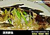 清蒸鲫鱼的做法
