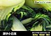 清炒小白菜的做法