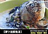 【萝卜丝鲫鱼汤】的做法