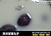 西米紫薯丸子的做法