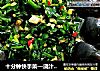 十分钟快手菜—浇汁皮蛋的做法
