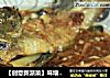 【创意新派菜】味增蒸石斑鱼的做法
