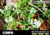 红烧鲫鱼的做法