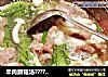 羊肉蘑菇汤??????的做法