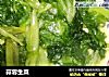 蒜蓉生菜的做法