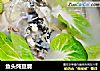 鱼头炖豆腐的做法