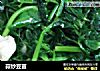 蒜炒豆苗的做法