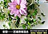创意——艺境香椿百合的做法