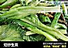 炝炒生菜的做法