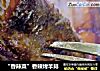 “香辣菜”香辣烤羊排的做法