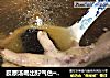 胶原汤喝出好气色━━花胶鸡脚党参汤的做法