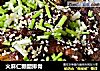 火麻仁糖醋排骨的做法