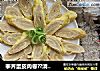 荸荠蛋皮肉卷??清香可口??肉质鲜嫩香而不腻的做法