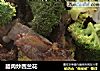 腊肉炒西兰花的做法