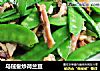 乌贼鲞炒荷兰豆的做法