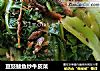 豆豉鲮鱼炒牛皮菜的做法
