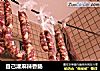 自己灌麻辣香肠的做法