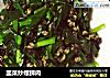 韭菜炒螺狮肉的做法